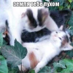 n4q2dy.webp n4q2dy.webp