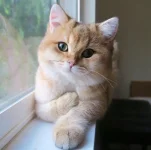 5b6a724efdfa222bfa8aa9ee73ada5d1.webp