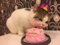 cat-eats-cake-1.webp