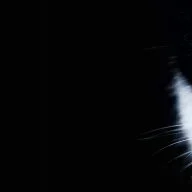 Dark238