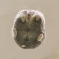poko