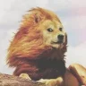 Ololosh12333
