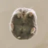 poko