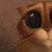 hamster1993