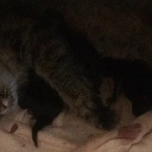 Котятки и Валькирия :3