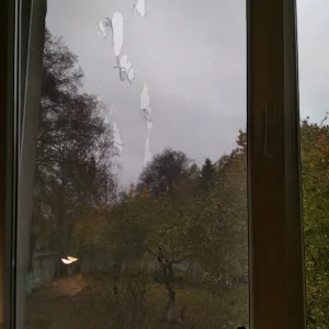 Дружелюбные синицы...