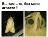 memasek.jpg