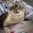 kozochka_meow