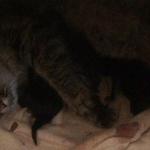 Котятки и Валькирия :3