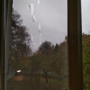 Дружелюбные синицы...