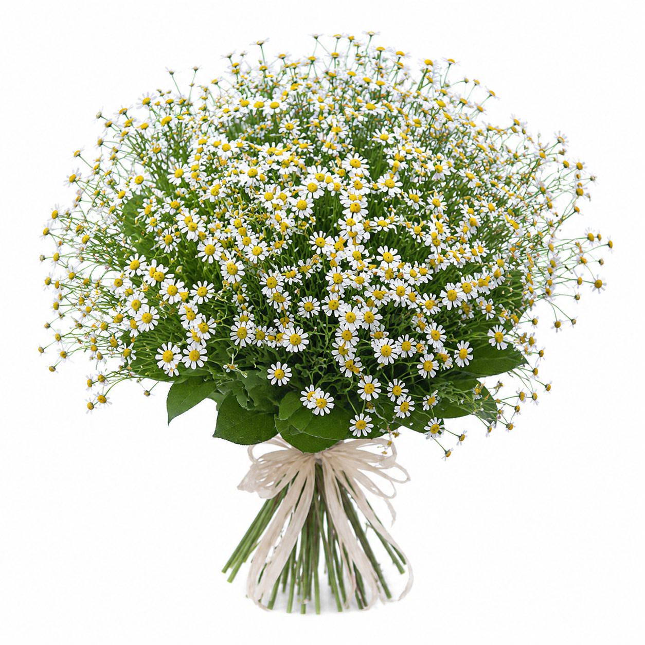 Romashka-kustovaya.jpg