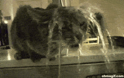 Tu1p1x4QwnZAc.gif